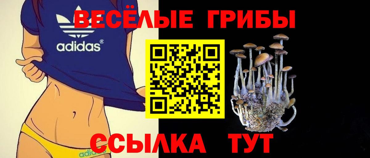 Галлюциногенные грибы Psilocybine cubensis Тамбов